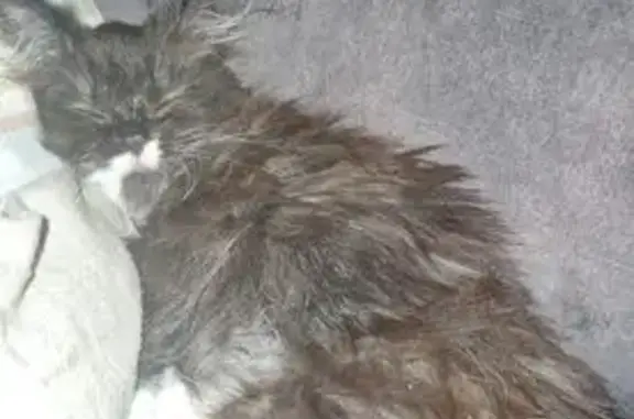 Chatte perdue à Hérouville-Saint-Clair - photo