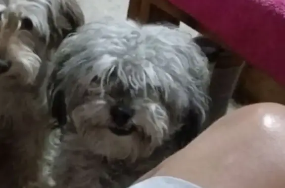 Perro Gris Perdido en Iztapalapa - ¡Ayuda!