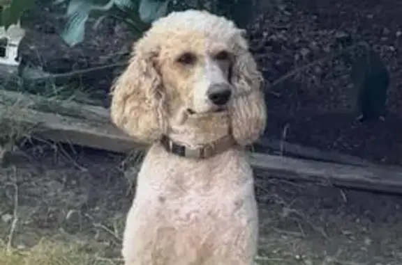 Lost Dog: No Tag, Found in Orem, UT