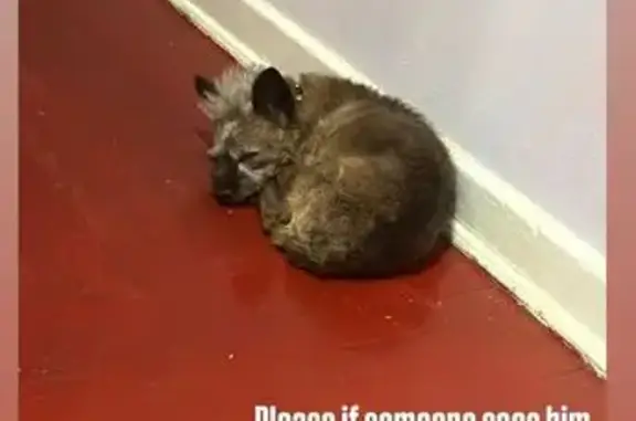 Help Find Chippy: Nervous Dog Lost