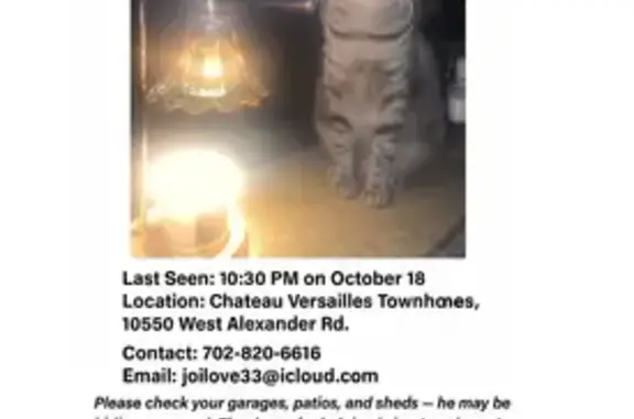 Help Find Juno: Lost Cat in Las Vegas