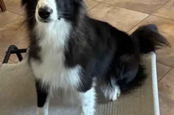 Missing dog Coolidge, photo: Lost Border Collie: Help Find Her!