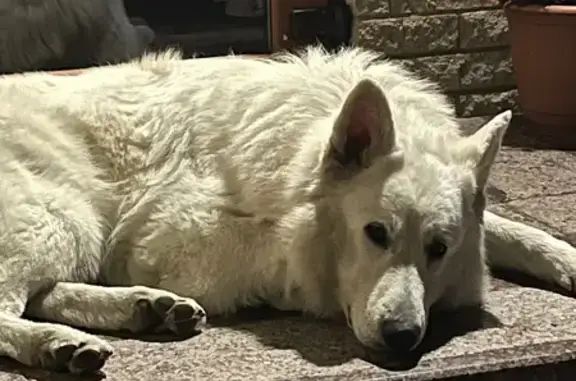 Зникла чистокровна собака в Заборолі