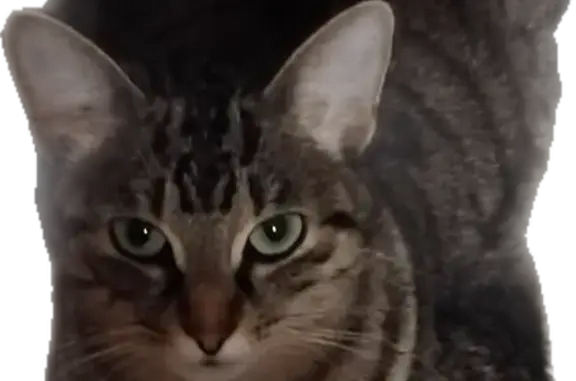 Chatte tigrée perdue, Rue Professeur Morat - photo
