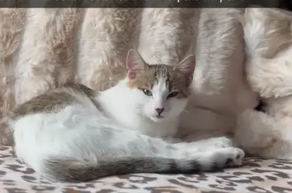 Chaton perdu, 5 mois, Rue des Clavisis - photo
