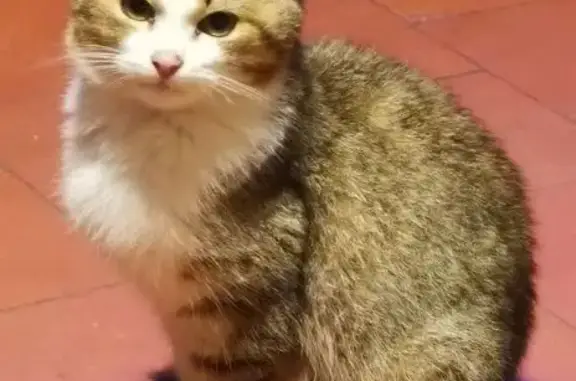 Animaux trouvés La Ferté-en-Ouche, photo: Chat Fauve Trouvé, Cherche Maître Urgent