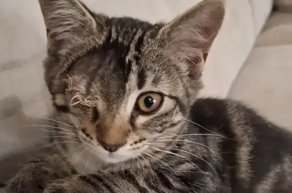 Chat perdu, , photo: Chatte perdue Nami, borgne, Tourbes.