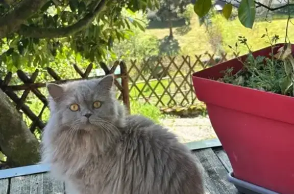 Chat British gris clair perdu à Saint-Junien - photo