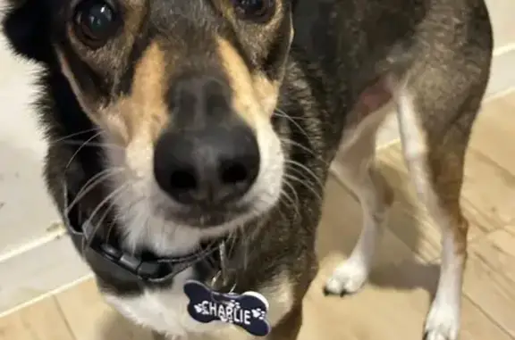 Perros perdidos, Madrid, foto: Perro Negro Perdido en Calle de Athos, 18