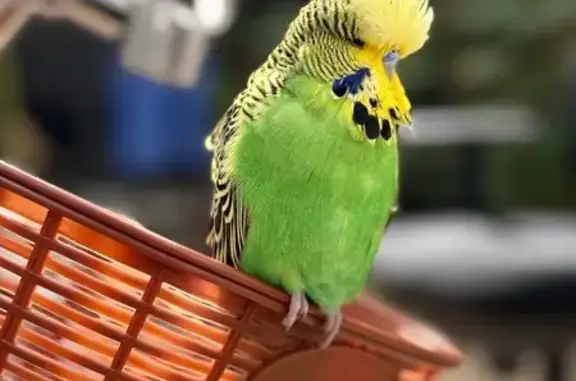 Fluffy Forehead Bird Lost in Casey City