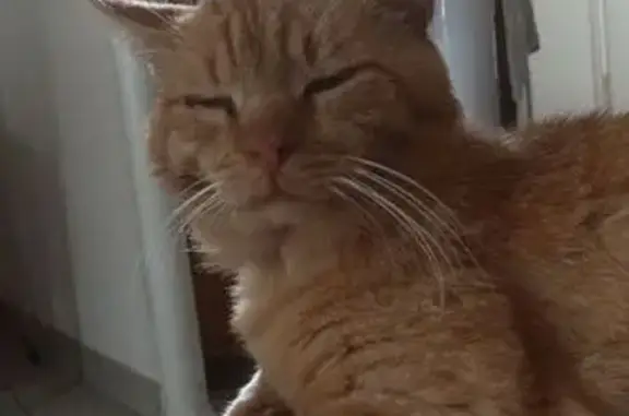 Chat roux et blanc perdu à Fougères - photo