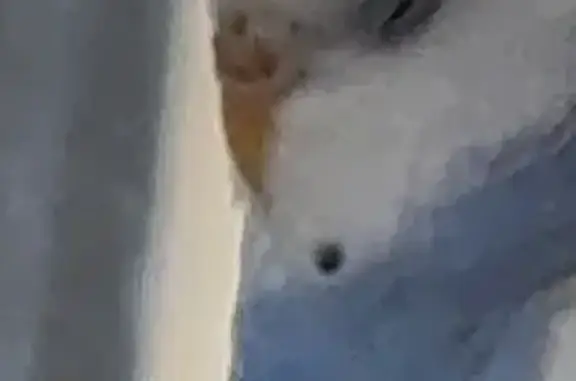 Lost Budgie: Playful & Unique Spot Found!