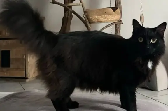 Chat perdu, Nouvelle-Aquitaine, photo: Chat noire perdue, tâche blanche, Ambarès