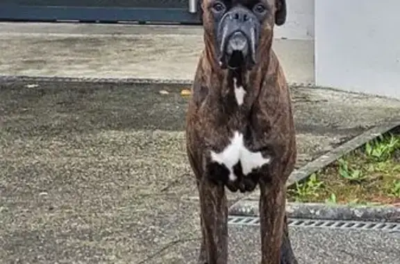 Animaux trouvés La Chapelle-sur-Erdre, photo: Chien marron trouvé à La Chapelle-sur-Erdre