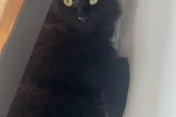 Chat perdu, Lavilledieu, photo: Chat perdu, collier gris, Lavilledieu