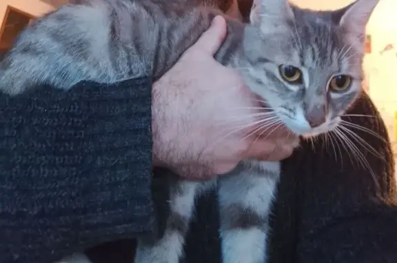 Animaux trouvés , photo: Chatte tachetée trouvée à Cherbourg