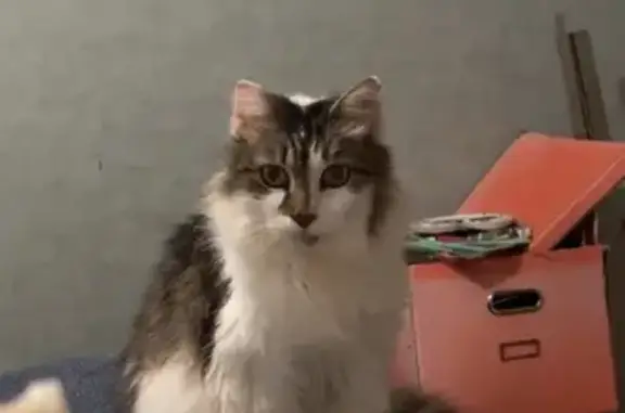 Chat perdu, Mouchamps, photo: Chat perdu, 13 ans, malade, Mouchamps