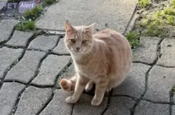 Animaux perdus Neuilly-Saint-Front, photo: Chat perdu à Neuilly-Saint-Front : Urus