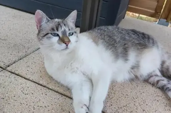 Chatte perdue, petite blanche et grise - photo