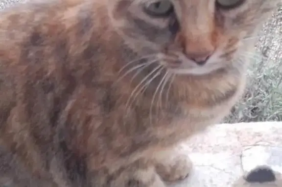Animaux trouvés , photo: Chat écaille trouvé Route de Janoutic