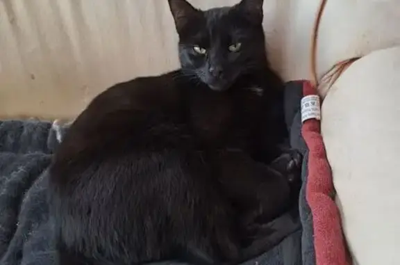 Chat perdu, Blagnac, photo: Chatte noire perdue à Blagnac