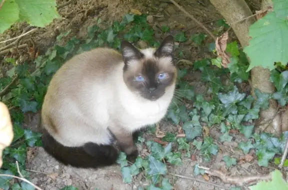 Animaux perdus , photo: Chat perdu : Pépito, 4 ans, seal point