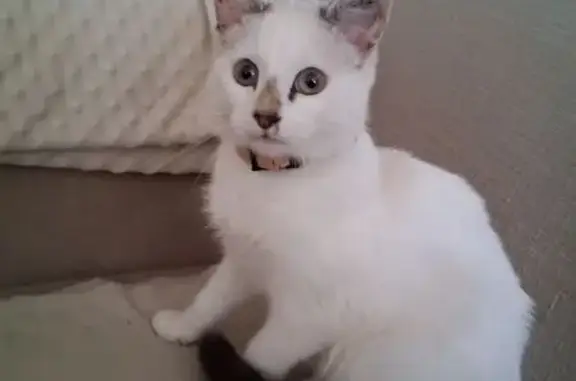 Animaux trouvés Saint-Brieuc, photo: Chaton blanc trouvé, collier rose, St-Brieuc