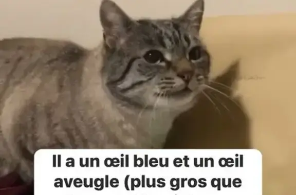 Animaux perdus Montreuil, photo: Chat perdu à Montreuil, yeux bleus, peureux