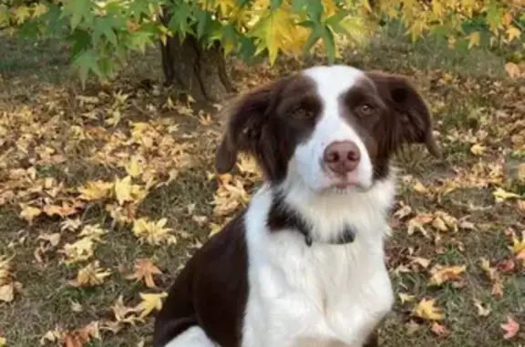 Chien perdue à Hinx : Joy, tache marron - photo