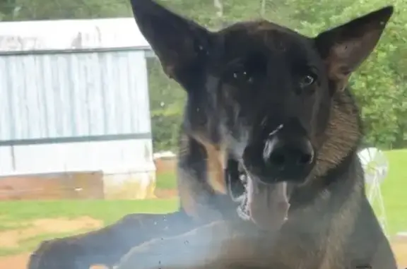 Lost: Friendly German Shepherd on Absher Rd