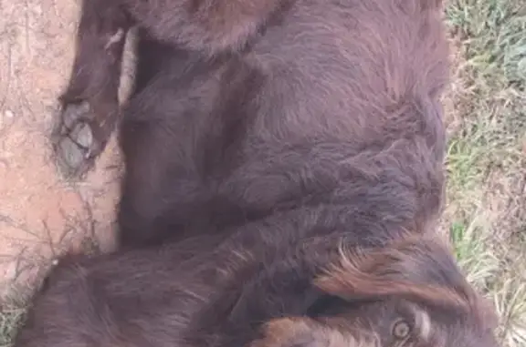 Lost: Friendly Brown Doodle & Shepherd