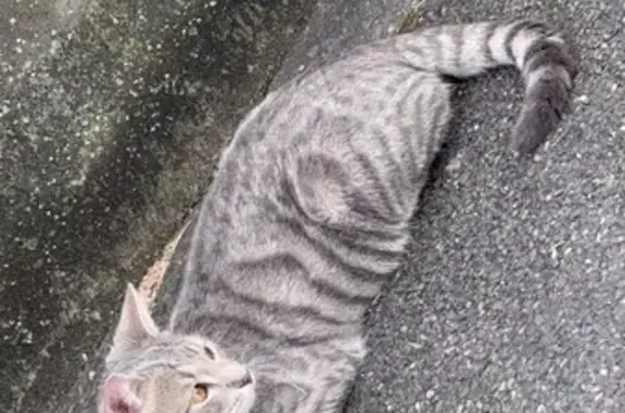 Chat 1 an disparu, Rue des Vosges, Sarrebourg - photo