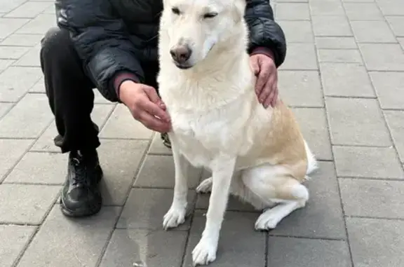 Знайдено собаку Київ, фото: Знайдена біла собака в парку на Спаській