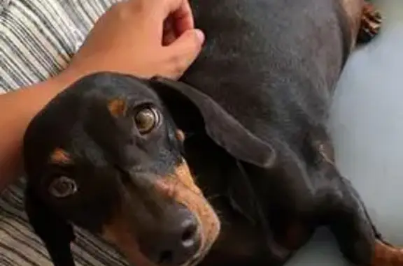cachorro desaparecida