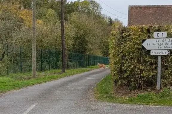 Animaux trouvés , photo: Chien labrador sable foncé trouvé à Montigny