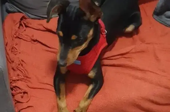 cachorro encontrada