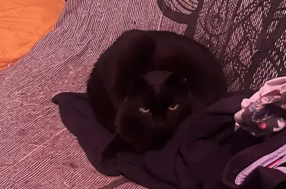 Chat perdu, taches blanches, Vulbens - photo