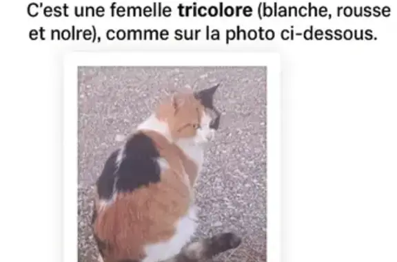 Chatte tricolore perdue à Montélimar - photo