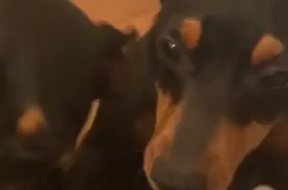 Lost Dog: Help Find Chilakas in Goodyear