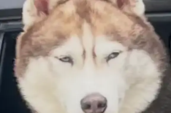Lost Husky on Flat Shoals Ave - Help!