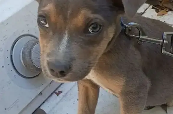 Lost Brown Pit Bull Puppy on Warren St