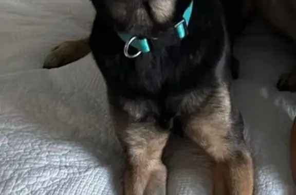 Lost: Daisy, Young German Shepherd Mix