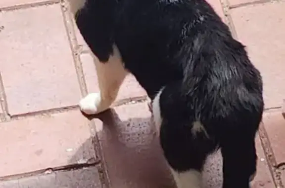 Missing: Hungry Black & White Cat, Bayside