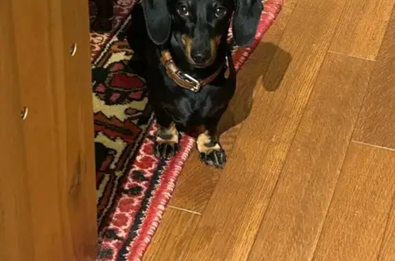 Chien perdu : petit noir et feu, gilet orange - photo