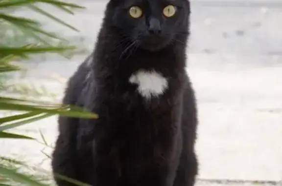 Chat noir perdu à Châtellerault - photo
