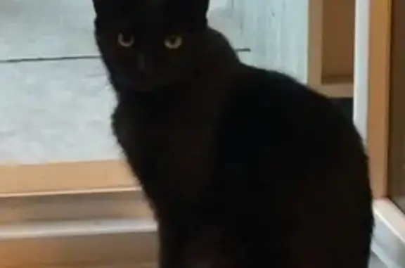 Animaux perdus Bézu-Saint-Éloi, photo: Chatte noire perdue, Bézu-Saint-Éloi