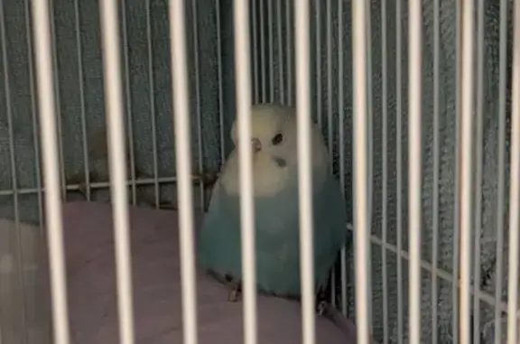 Found pets , photo: Exhausted Baby Bird Rescued in Fawkner