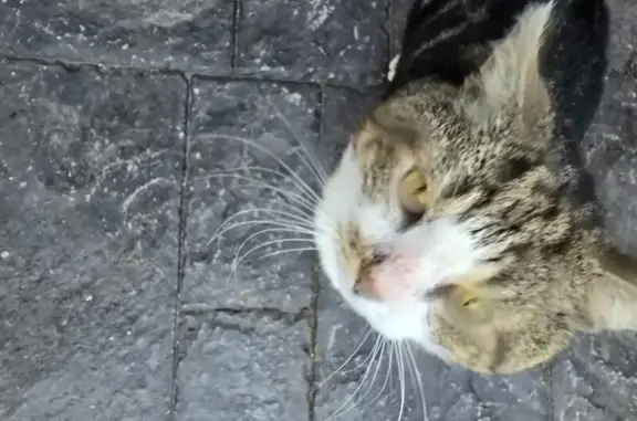 Friendly White & Tabby Tom Fou...