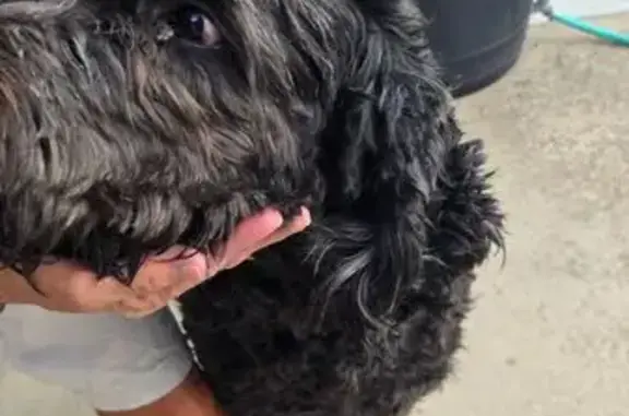Found dog Bountiful, photo: Found: 120lb Black Doodle Mix on Peregrine