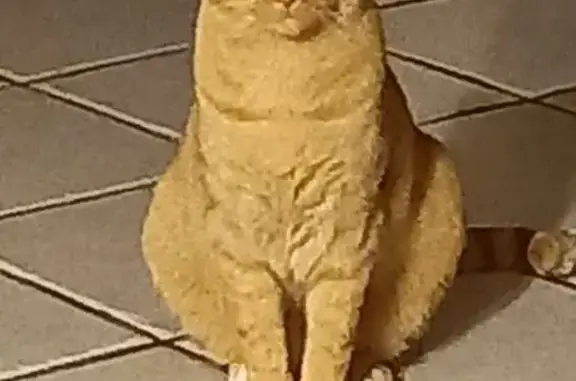 Animaux perdus La Verpillière, photo: Chat perdu, pucé, stérilisé à La Verpillière